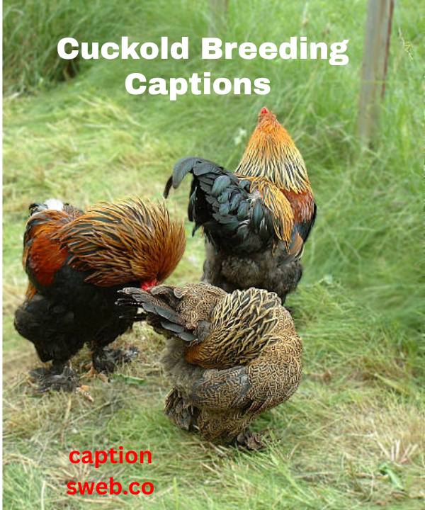 Top 200+ Cuckold Captions in 2025